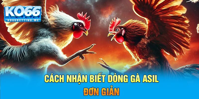 Cách nhận biết dòng gà asil đơn giản 