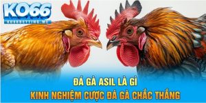 Đá Gà Asil Là Gì – Kinh Nghiệm Cược Đá Gà Chắc Thắng