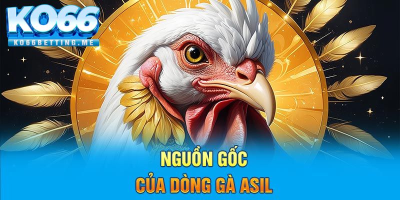 Nguồn gốc của dòng gà Asil